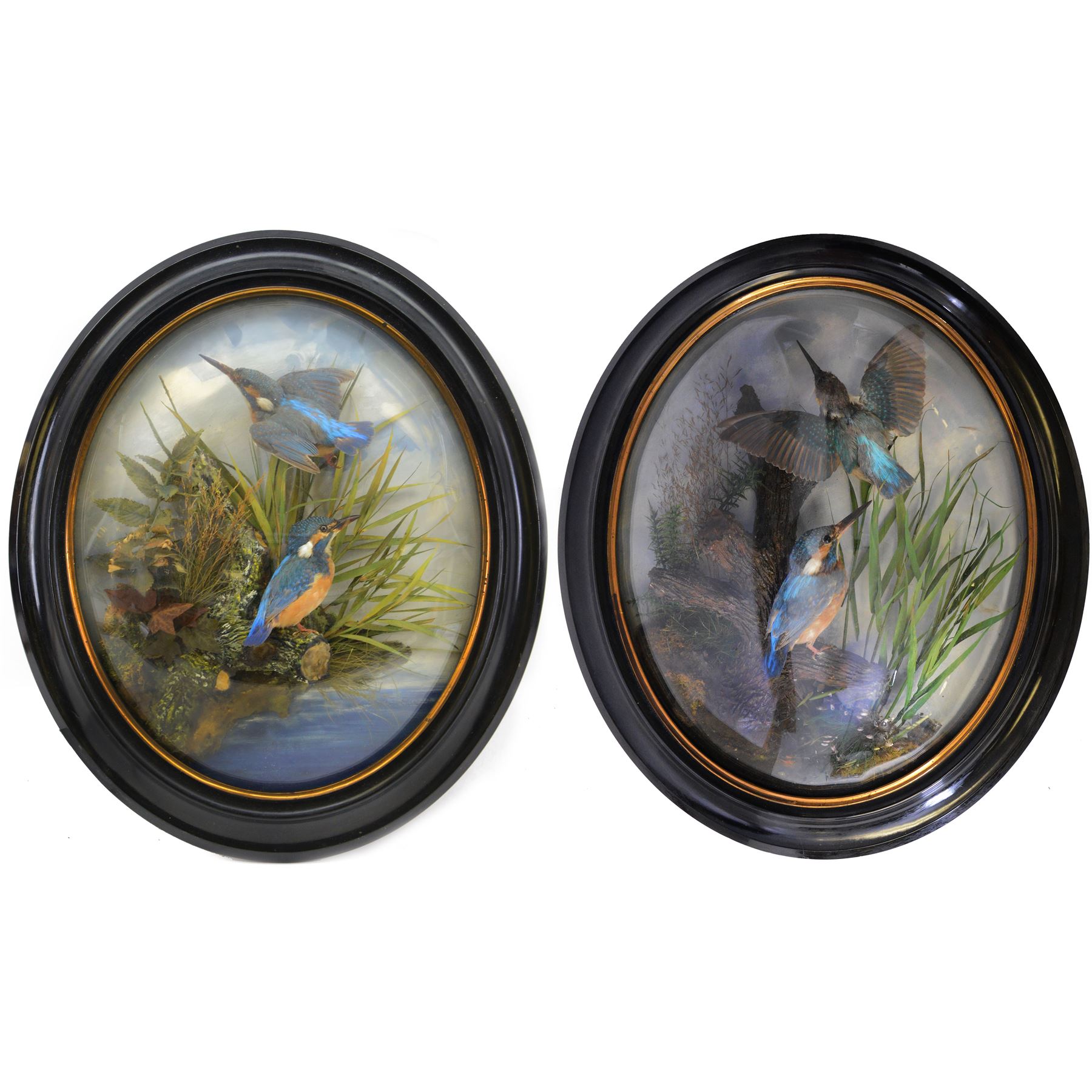 Taxidermy: Pair of Victorian wall mounted kingfisher (Alcedinidae) dioramas by Allen & Co, York, each with two Kingfishers in a naturalistic setting upon a pained back drop, behind convex glass with an ebonised oval frame, with taxidermist paper label verso detailed E Allen & Co No 20 Stonegate York, H58cm
