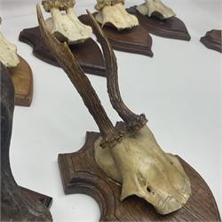 Antlers/Horns: Roe Deer (Capreolus capreolus) ten pairs of roe deer antlers mounted upon wooden shields, shield H19cm 