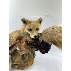 Taxidermy: Red Fox (Vulpes vulpes) with cock pheasant (Phasianus colchicus), open display upon a rocky base, H51cm