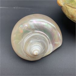 Conchology: selection of shells, including gold pearl oyster shell, mother of pearl turbo marmaratus shell, Cypraecassis Rufa red helmet shell, Mitre shell, Paua shell and others, largest D19cm