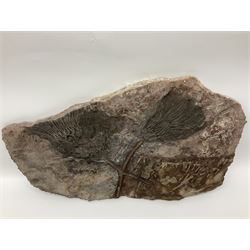 Crinoid sea bed plaque, with two crinoid specimens, probably Scyphocrinites elegans from the Silurian period, H39cm, L61cm
