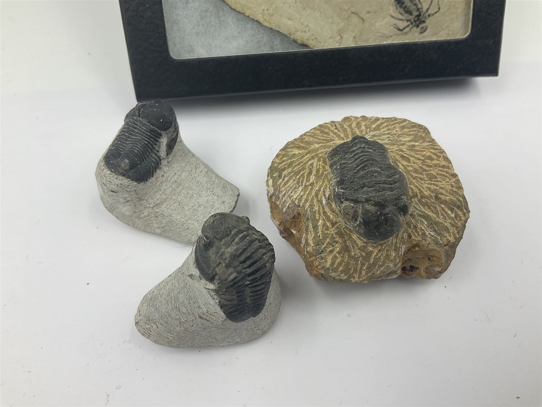 Dragonfly larvae (Libellula doris), together with four Mosasaur teeth, four trilobites (Crotalocephalina gibba) and one other tooth