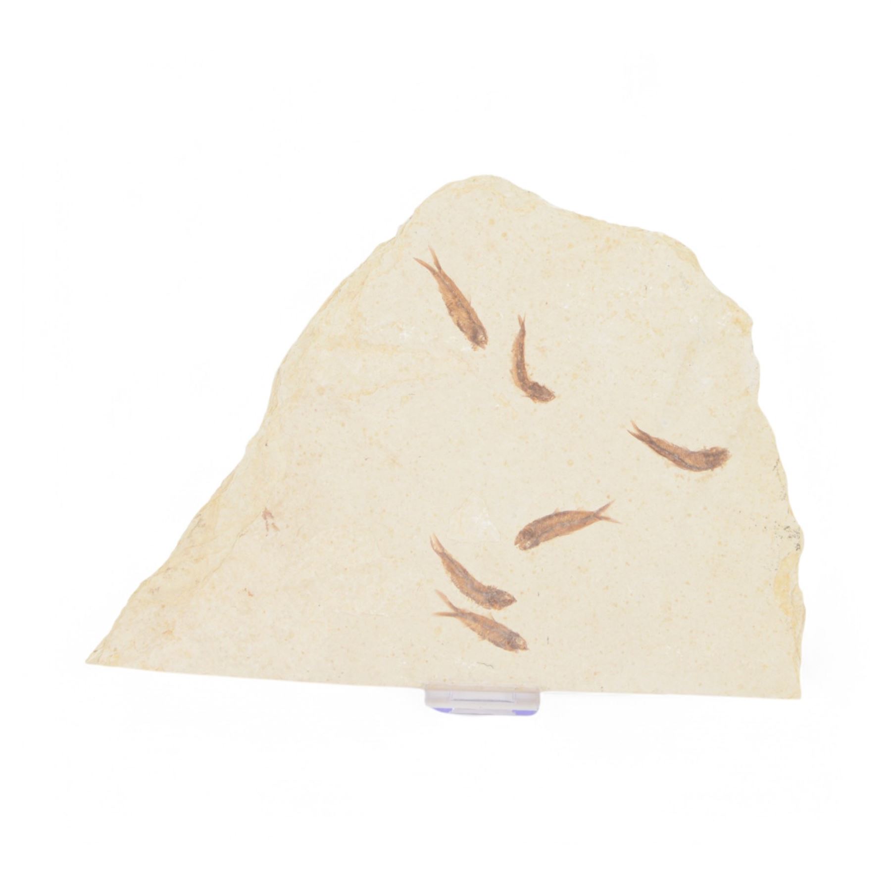 Fossilised fish group in a single matrix; shoal of fossilised fish (Knightia alta), age; Eocene period, location; Green River Formation, Wyoming, USA, matrix L35cm, H25cm