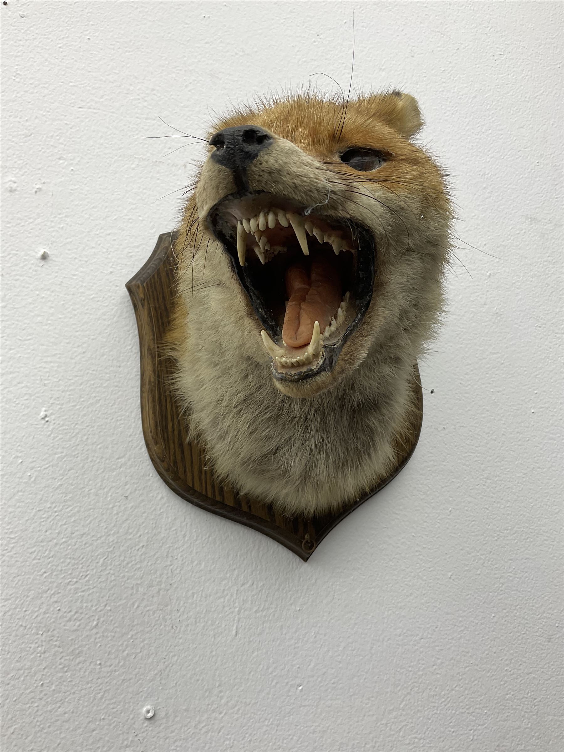 Taxidermy; Red fox mask (Vulpes vulpes), an adult head mount turning to the right with mouth agape bearing teeth, in defensive pose, with ears laid back, mounted upon a oak shield, H24cm 