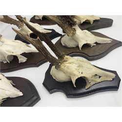 Antlers/Horns: Roe Deer (Capreolus capreolus) ten pairs of roe deer antlers mounted upon wooden shields, shield H20cm 