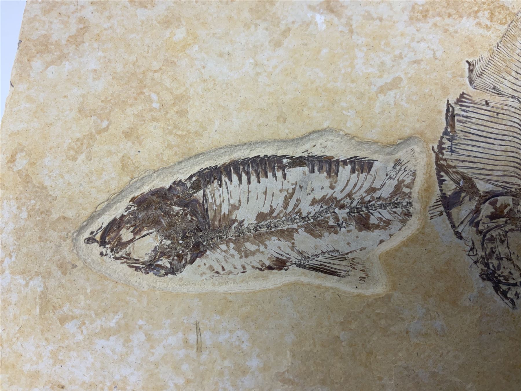 Two fossilised fish (Knightia alta) in a single matrix, age; Eocene period, location; Green River Formation, Wyoming, USA, matrix H12cm, L13cm