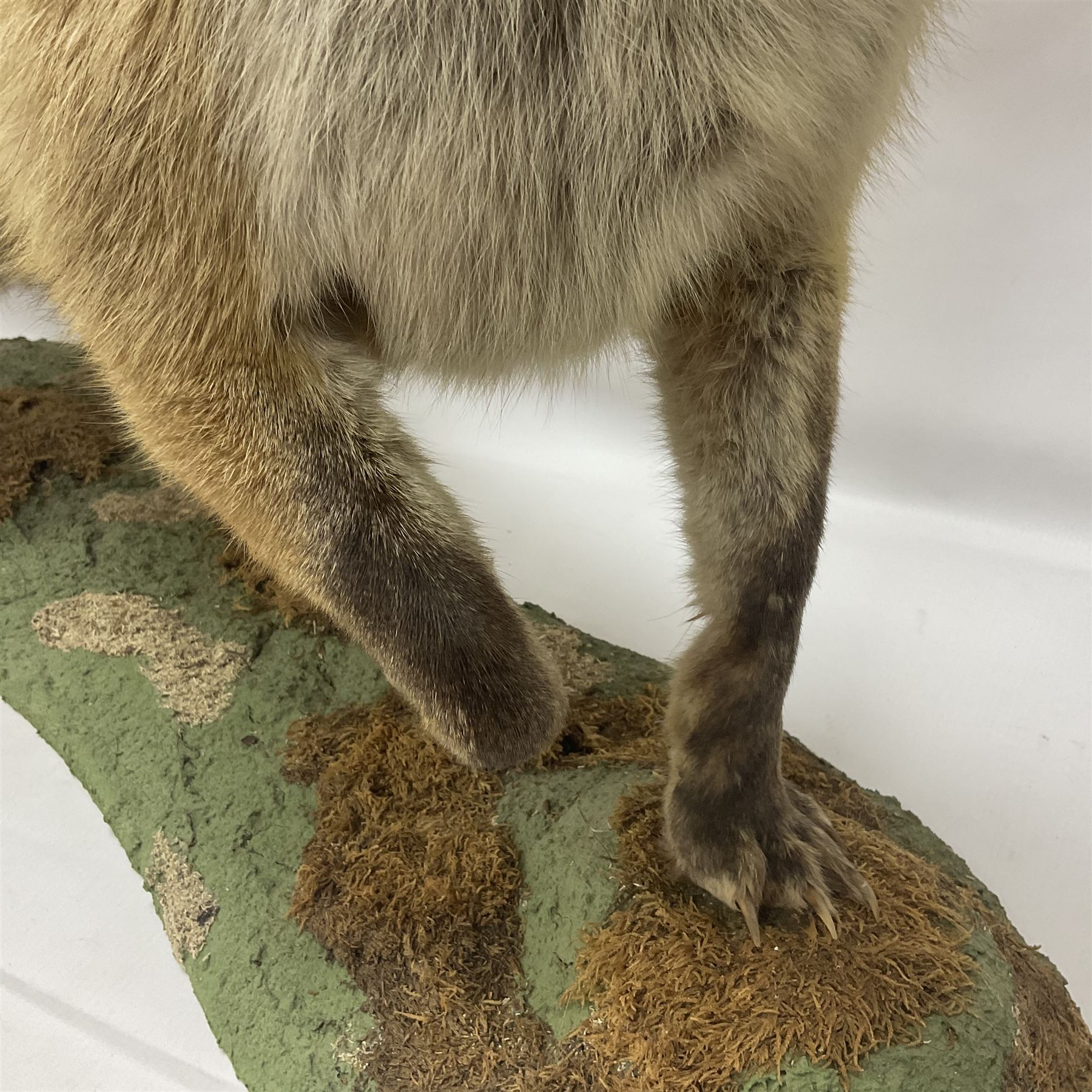 Taxidermy: European Red Fox (Vulpes vulpes), full mount adult on open display with standing alert with ears forward front paw raised, upon a naturalist base, H62cm, L78cm