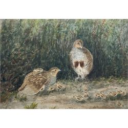 Mary Dawson Elwell (British 1874-1952): Pair of Partridge and Chicks, watercolour unsigned 22cm x 31cm
Provenance: given by the artist to Hilda Mary Voase (1881-1981) of Red House Farm. North Newbald who nursed both Mary and Fred Elwell towards the end of their lives; then by descent to Hilda's great nephew James (Jim) A E Wick of Walkington, Beverley; Dee Atkinson & Harrison, Driffield 28th November 2008, Lot 525 