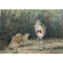 Mary Dawson Elwell (British 1874-1952): Pair of Partridge and Chicks, watercolour unsigned 22cm x 31cm
Provenance: given by the artist to Hilda Mary Voase (1881-1981) of Red House Farm. North Newbald who nursed both Mary and Fred Elwell towards the end of their lives; then by descent to Hilda's great nephew James (Jim) A E Wick of Walkington, Beverley; Dee Atkinson & Harrison, Driffield 28th November 2008, Lot 525 