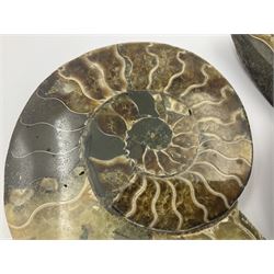 Two ammonite fossil slices, with polished finish, age: Cretaceous period, location: Madagascar, D12cm