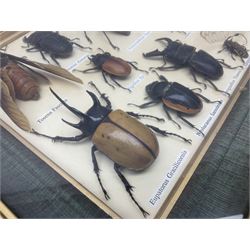 Entomology; Framed collection of sixteen insects, including Eupatorus Gracilicornis, Magaloxantsa Bicolor, Trichogormphus Martabani etc, together with a framed phasmid
