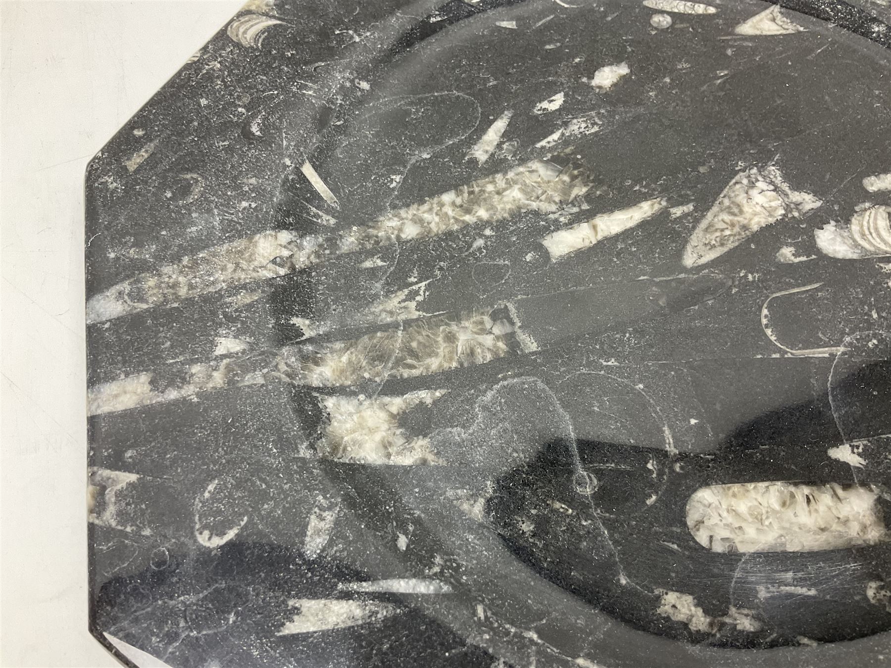 Four octagonal plates, each with Orthoceras and Goniatite inclusions, age: Devonian period, location: Morocco, D30cm