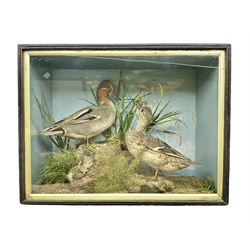 Taxidermy: Late Victorian cased pair of Eurasian Teal (Anas crecca), pair of adult full mounts, hen and drake facing one another, in a naturalistic setting of tall grasses, pebbles, branches and fauna,  encased within a single pane ebonised display case, paper taxidermist label verso inscribed Edward Allen Bird and Animal Preserver, No 6 Feasegate York, H40cm, 53cm
