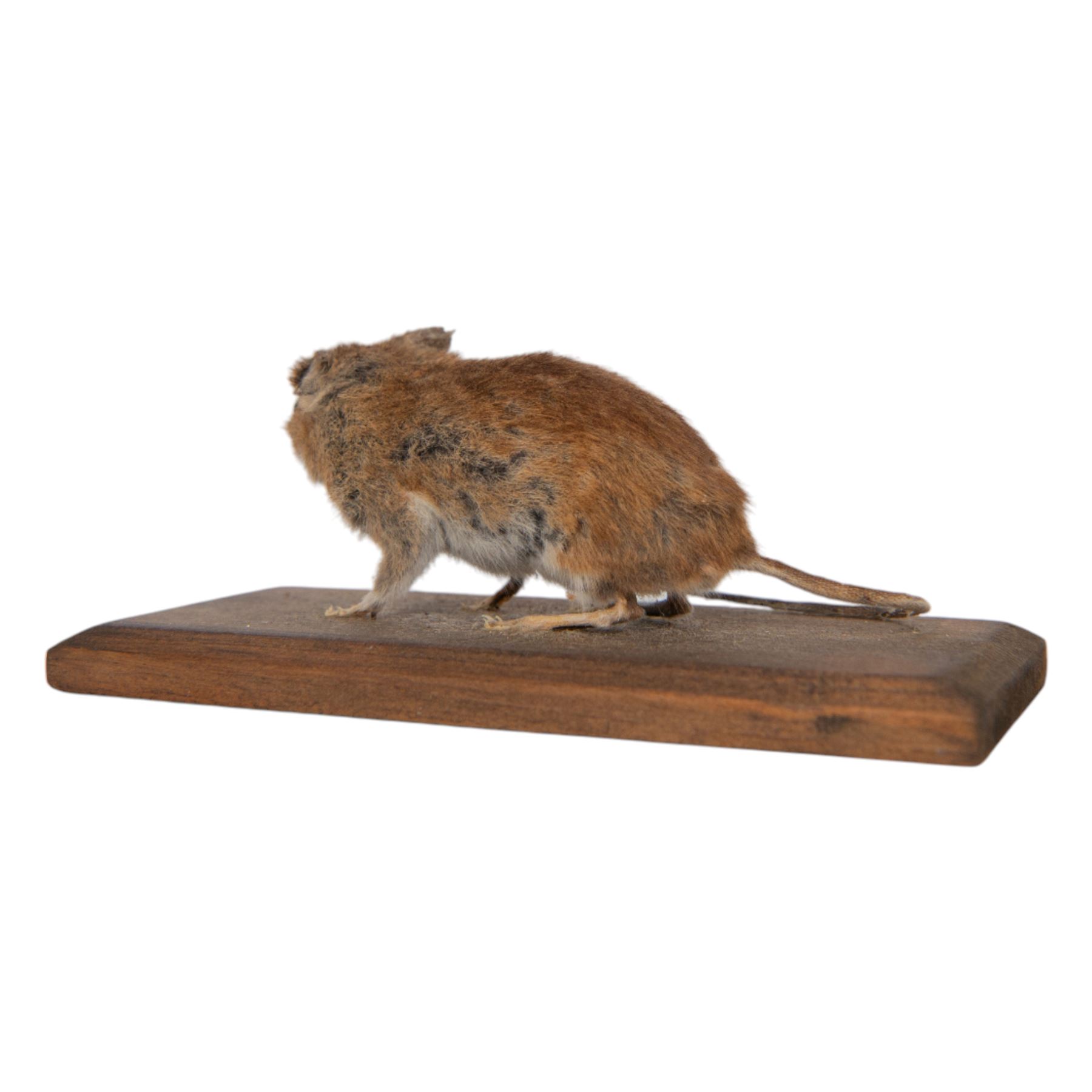 Taxidermy; Eurasian Stoat (Mustela erminea) full adult mount on open display, upon a branch, together with mouse (Apodemus sylvaticus) on open display and mouse skeleton 