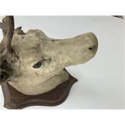Taxidermy: European Reindeer (Rangifer tarandus), head mount looking straight ahead, mounted upon oak sheield plaque, from base of shield to top of antlers approximately H92cm

