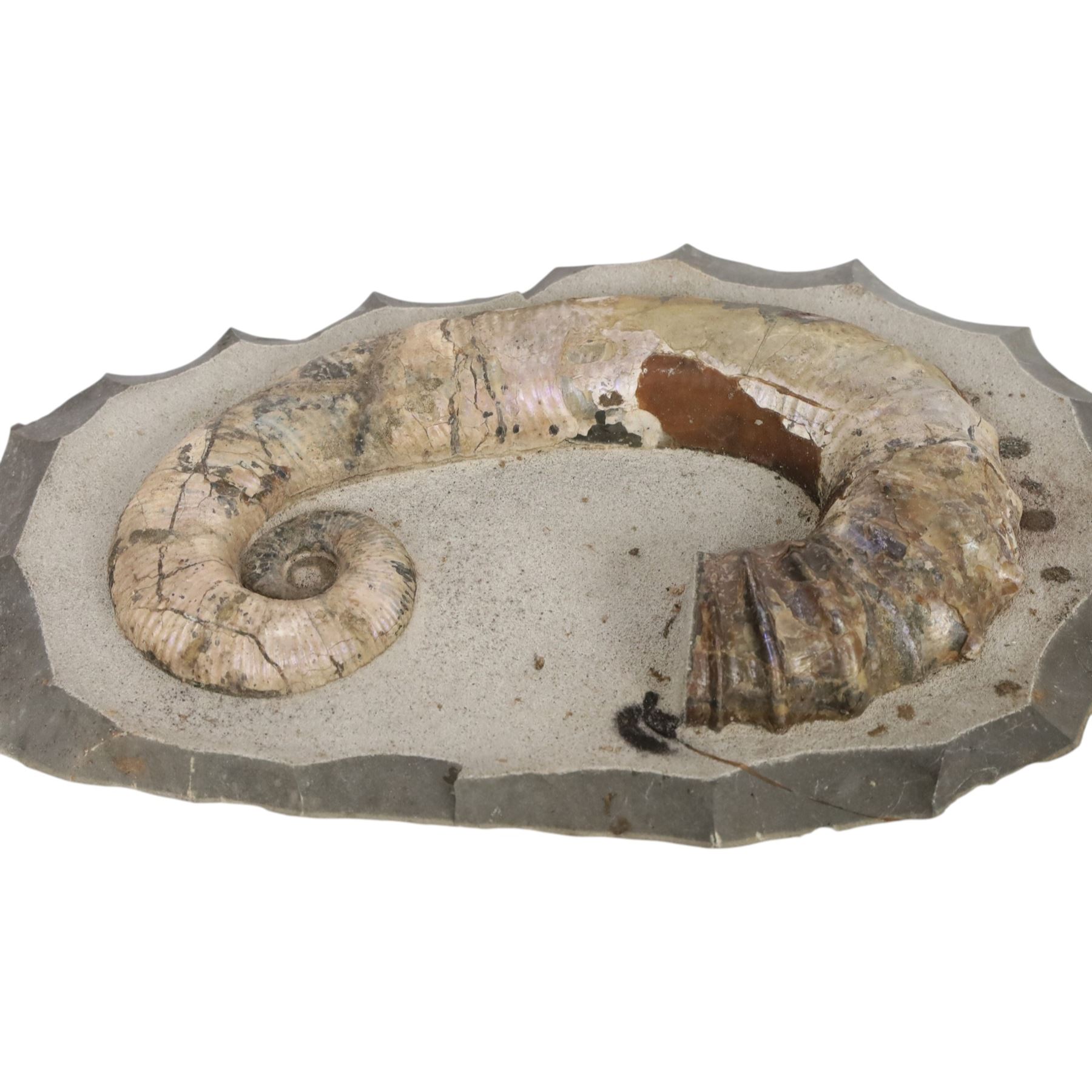 Andiloceras heteromorph ammonite in matrix, age Cretaceous period, location; Volga River, Ulyanovsk, Russia, specimen L22cm