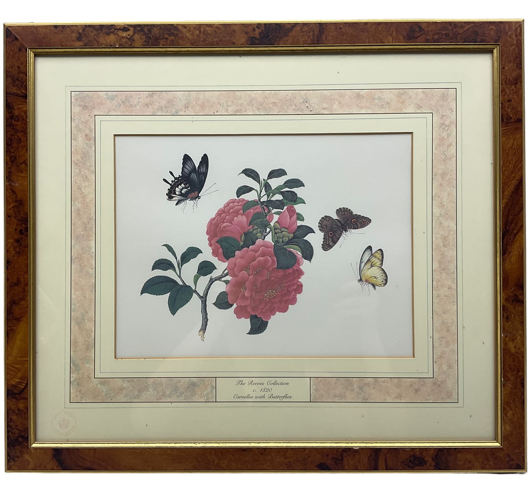 After Franz Andreas Bauer (Austrian 1758-1840): Botanical Studies, set of three limited edition prints for the Natural History Museum together with a set of four other prints from the Reeves Collection with British Museum stamps, certificates verso max 32cm x 21cm (7)