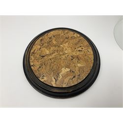 Large glass dome, upon a ebonised circular base, H48cm 