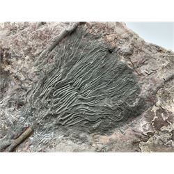 Crinoid sea bed plaque, with two crinoid specimens, probably Scyphocrinites elegans from the Silurian period, H39cm, L61cm