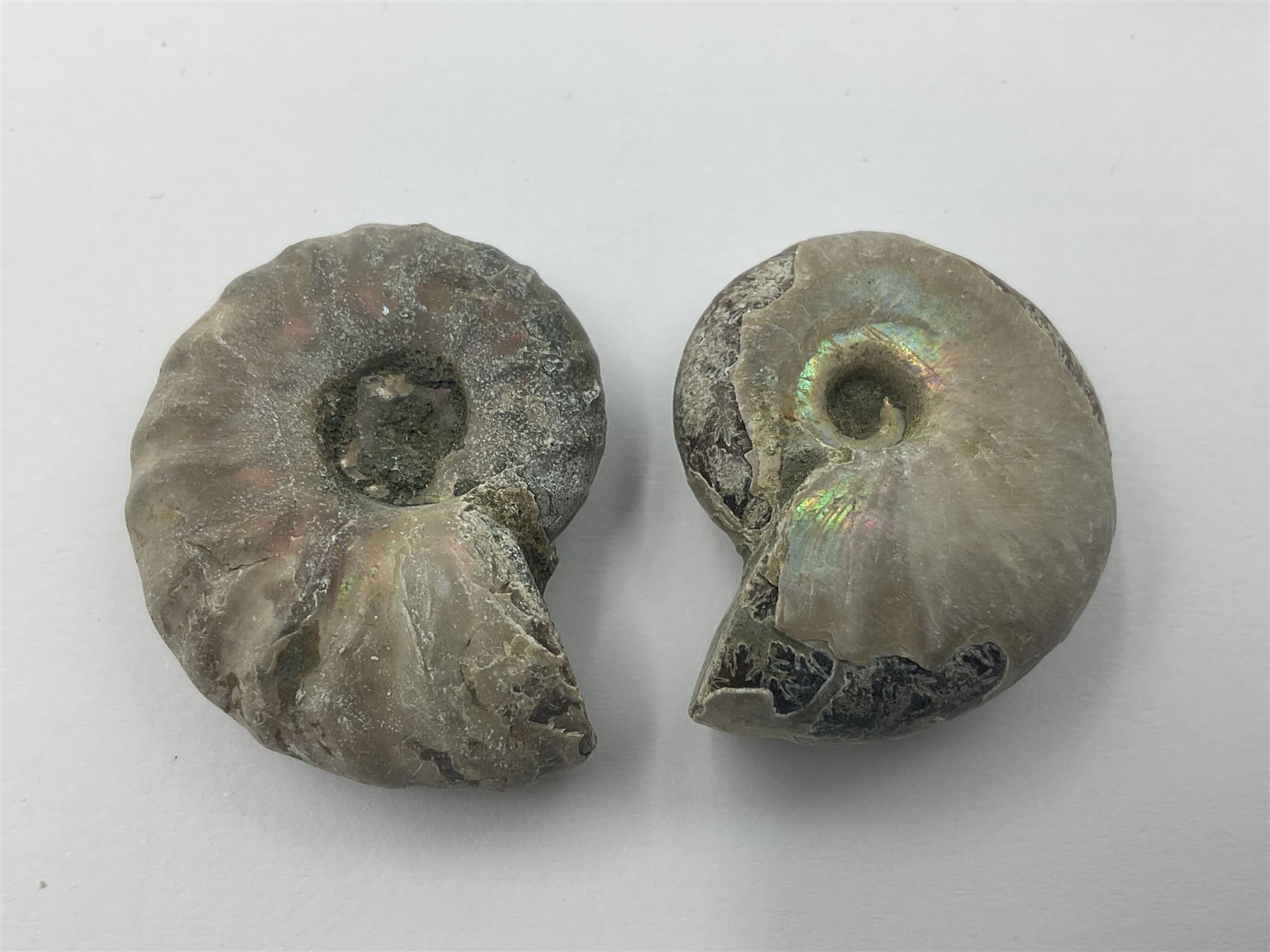 Ten ammonite fossils with nacreous aragonite shells, age; Cretaceous period, location: Madagascar, largest 3cm