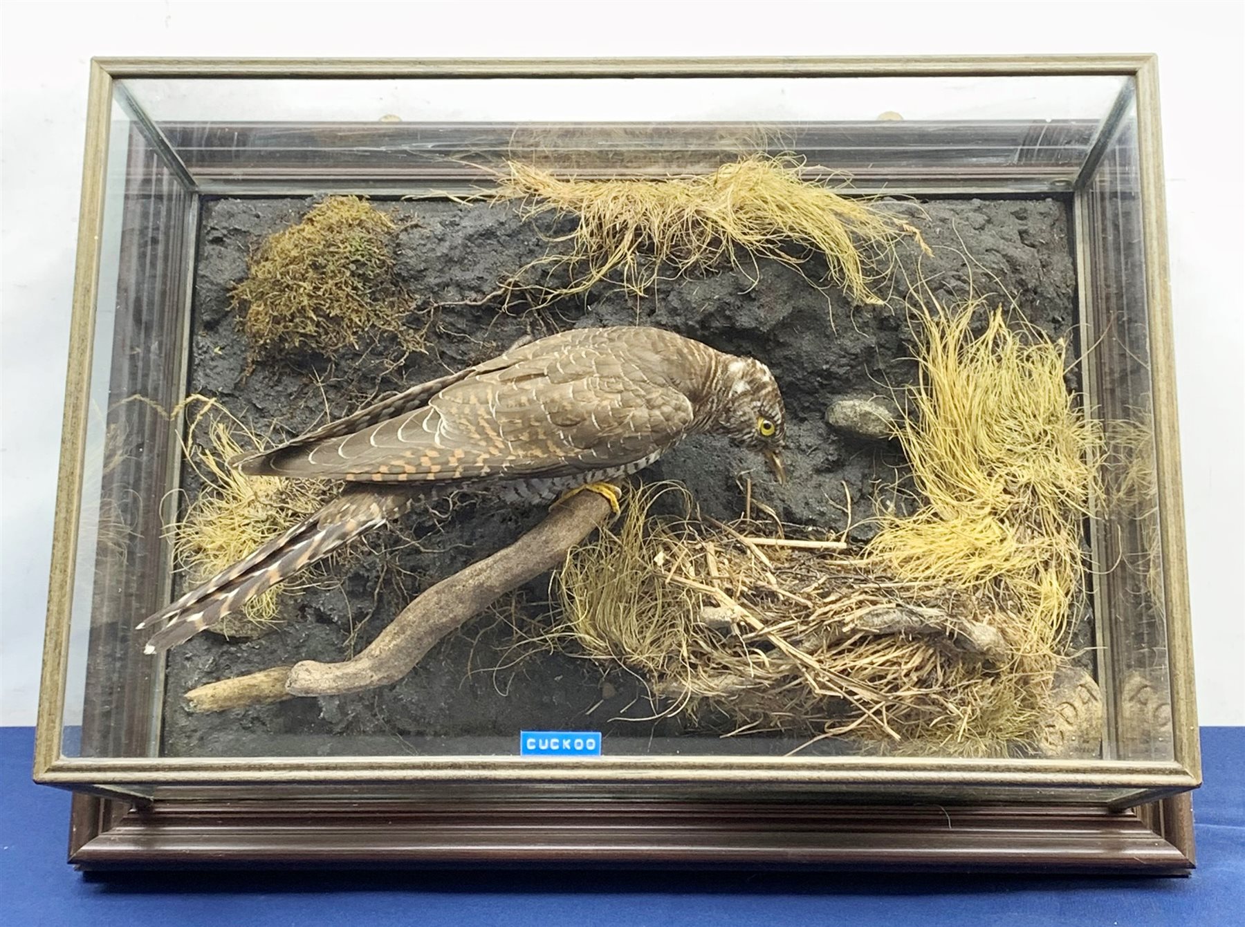 Taxidermy: 20th century cased Cuckoo (Cuculus canorus), looking over a birds nest containing faux eggs, set against a naturalistic backdrop detailed with roots, moss and grass, enclosed within a five pane display case upon frame mount, with taxidermist paper label verso detailed David Astley Taxidermist, H32cm L47cm D19cm 