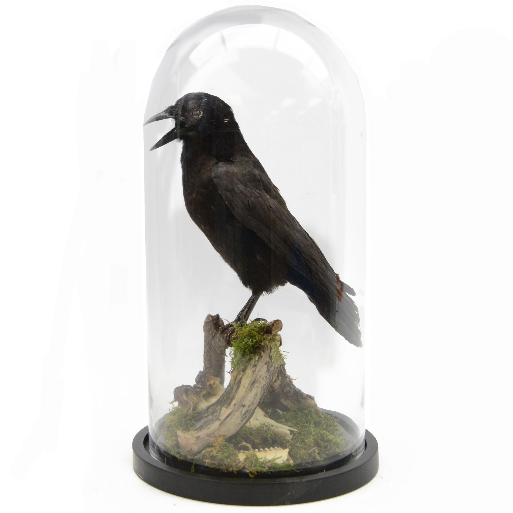 Taxidermy; Cased Carrion Crow (Corvus corone), full adult mount perched upon a branch in a naturalistic setting with roe dear skull to the base, enclosed within glass dome, H52cm