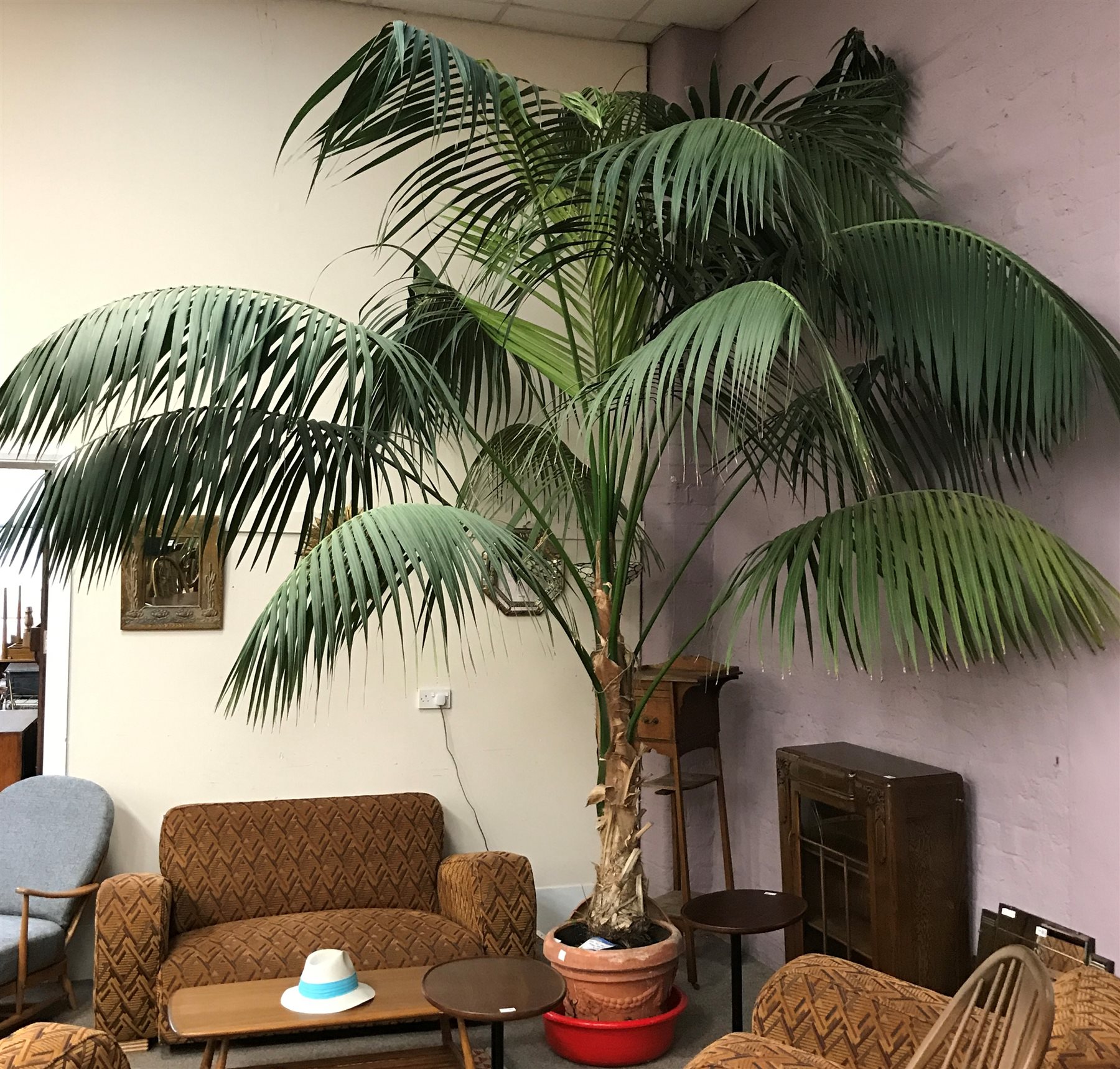 Large palm tree in terracotta pot, approx H400cm