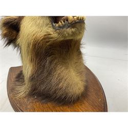 Taxidermy: European Badger Mask (Meles meles),  adult Badger mask looking straight ahead with mouth agape, upon an oak shield 