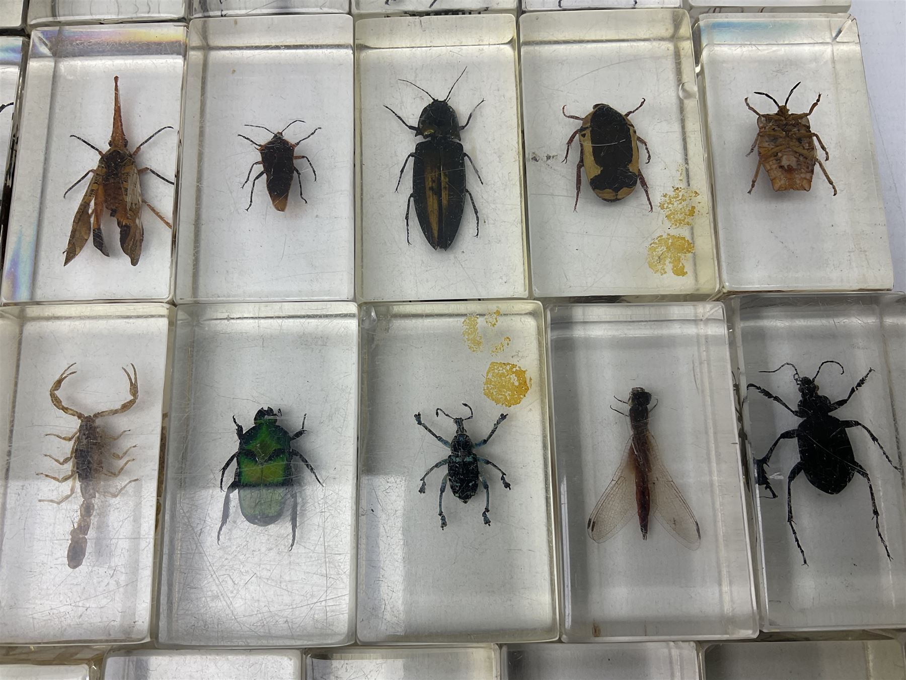 Entomology; collection of thirty nine insect specimens, each in an acrylic block, to include rhinoceros beetle, Ischiopsopha beetle, Praying mantis, scorpions etc 