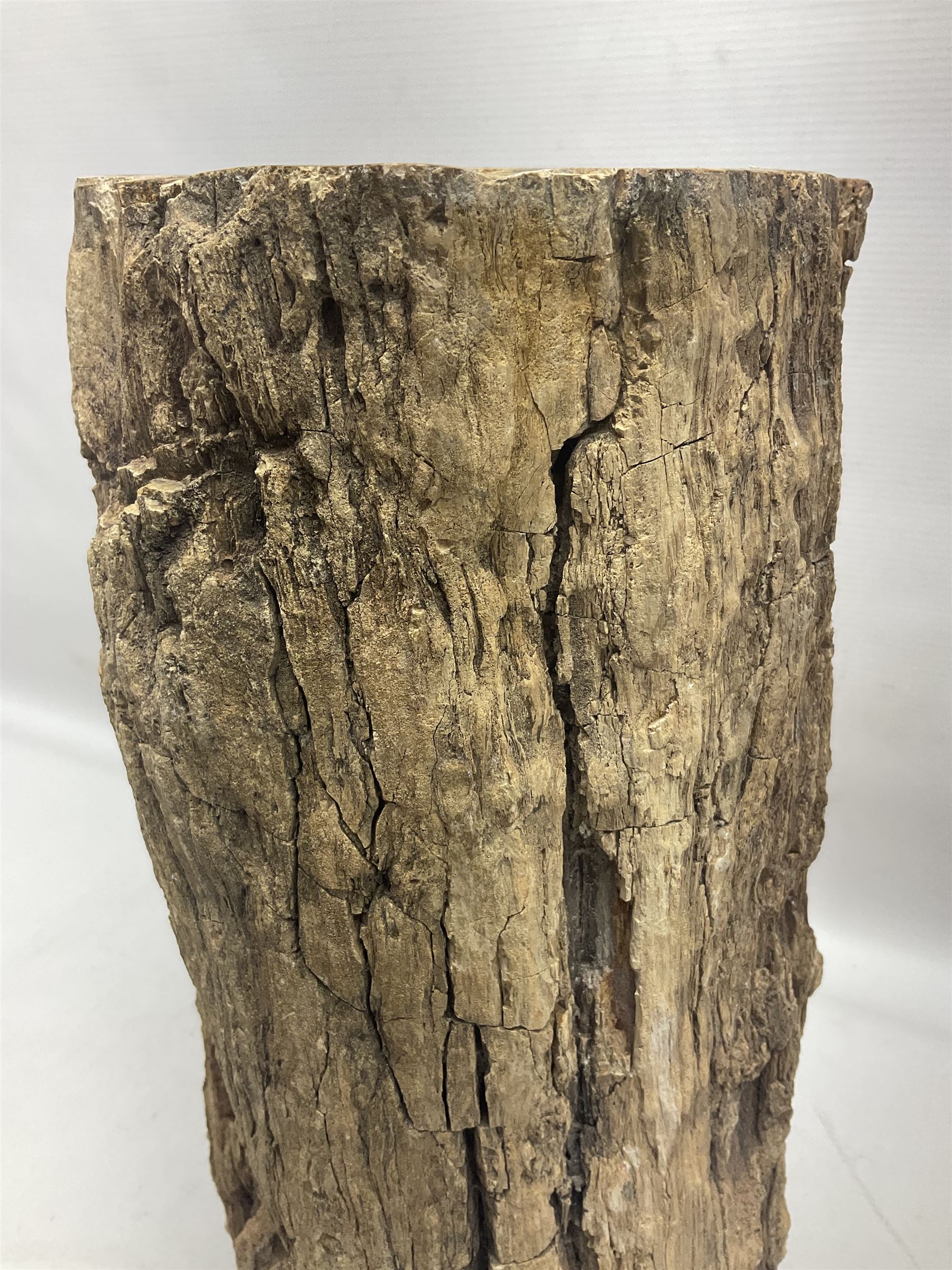 Petrified wood tree trunk/ branch, sliced in cross-section and polished to one side to reveal an array of colours, with textured edge, H40cm, D17cm