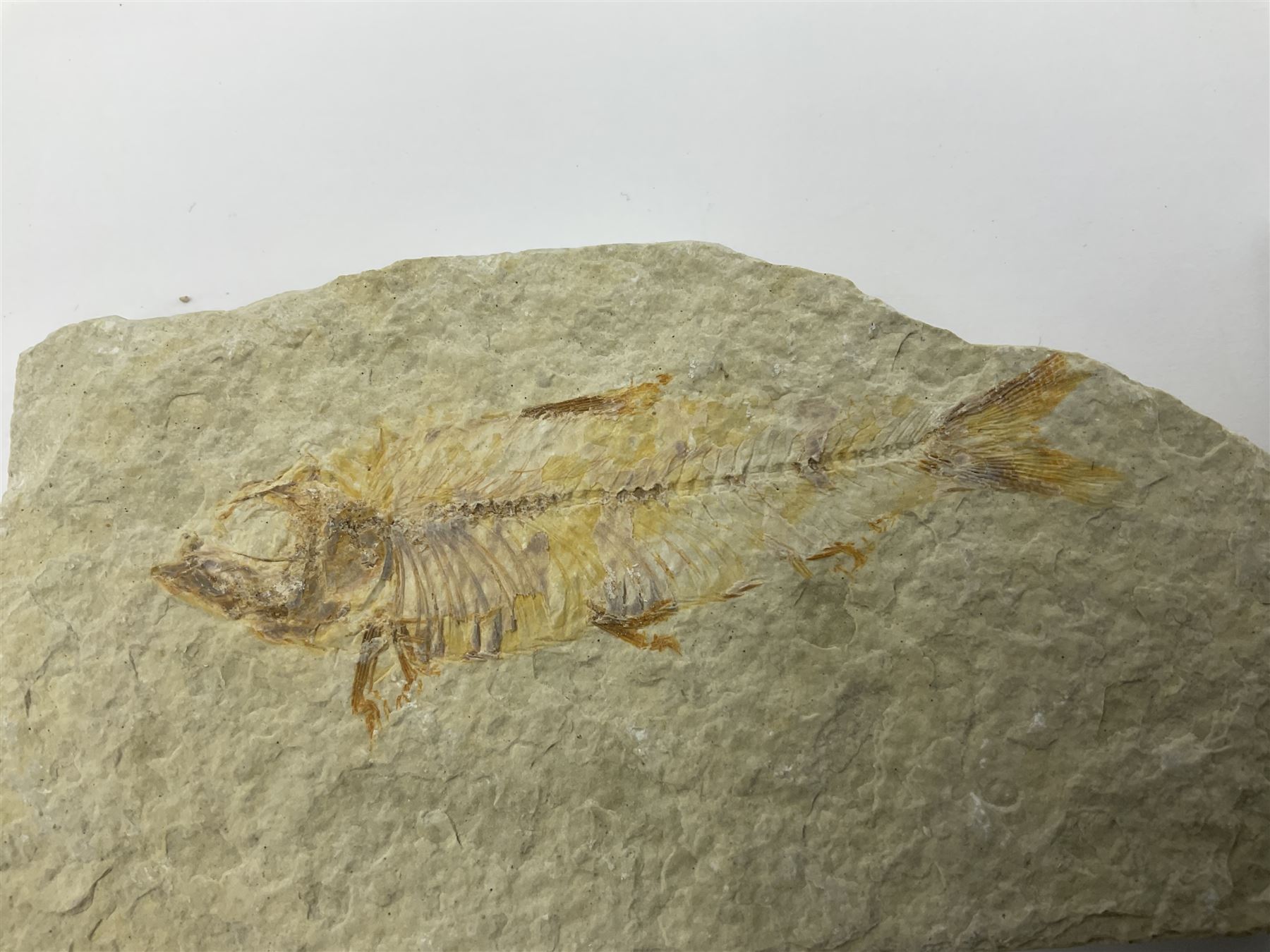Four fossilised fish (Knightia alta) each in an individual matrix, age; Eocene period, location; Green River Formation, Wyoming, USA, largest matrix H6cm, L11cm