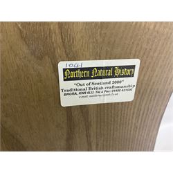 Taxidermy: Red Deer (Cervus elaphus), adult male imperial stag shoulder mount looking straight ahead, ten point antlers, mounted upon a shaped wooden shield, D65cm