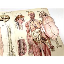 Bailliere's Popular Atlas of the Anatomy and Physiology of the Female Human Body, together with disbound medical books and works of Yorkshire interest, to include Beasley: The Book of Prescriptions, Beasley: Druggist's Receipt Book, Robinson's New Family Herbal, Hartley: Yorkshire Puddin', etc 