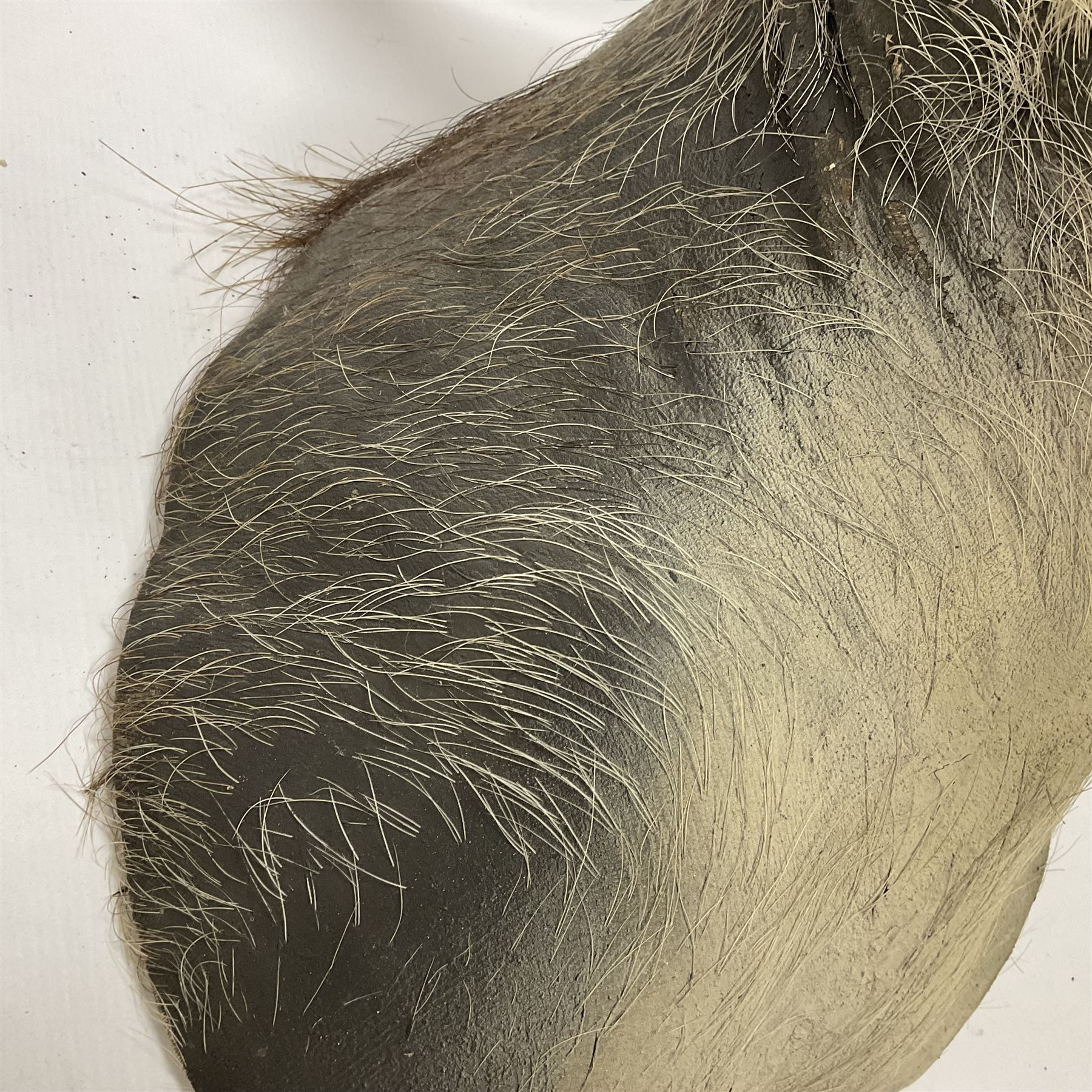 Taxidermy: A Common Warthog (Phacochoerus africanus), a large adult head mount looking straight ahead, D50cm