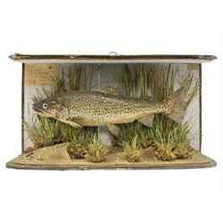 Taxidermy: Brown trout (Salmo trutta), preserved by John Cooper & Sons, 28 Radnor Street, St Luke's, London, skin mount set above a pebbled river bed with reeds and grasses, set against blue painted back drop, inscription to the back drop 'Trout caught by Rev R.S. Ricketts at Kirkham Bridge July 1st 1890, artificial fly, weight 1.5lb', L50cm H26cm 