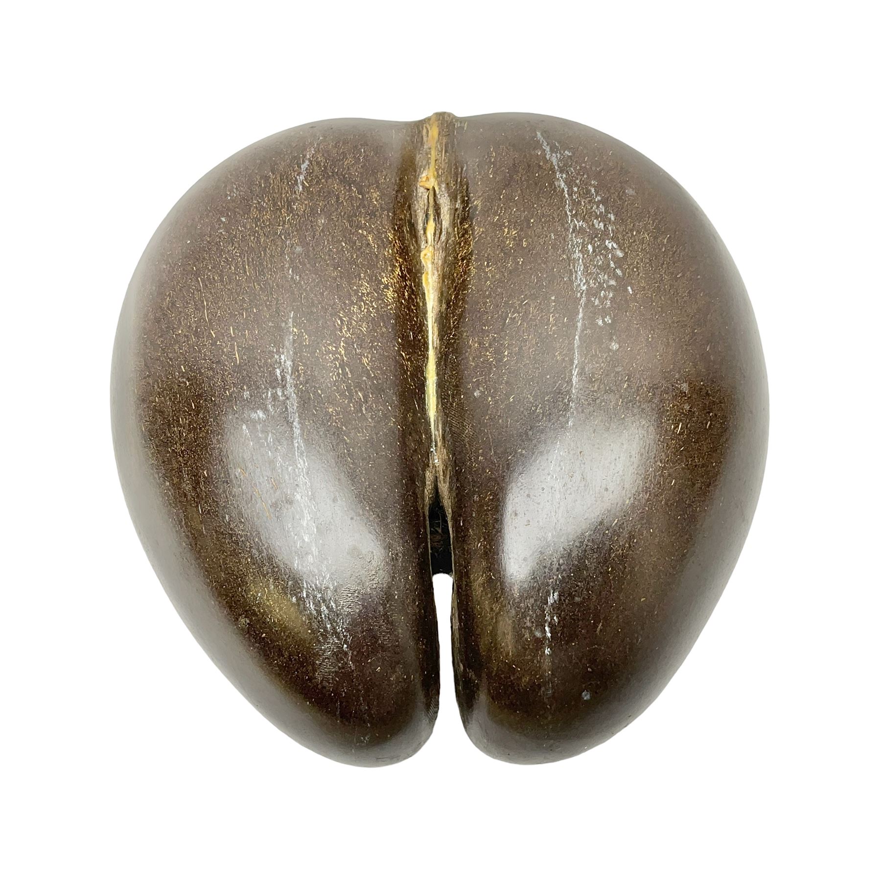Coco De Mer (Lodoicea Maldivica), L29cm, H15cm 