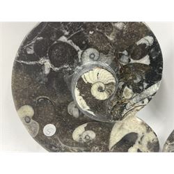 Pair of dishes in the form of ammonites with a raised Goniatite to the centre and Orthoceras and Goniatite inclusions, age: Devonian period, location: Morocco, D11cm