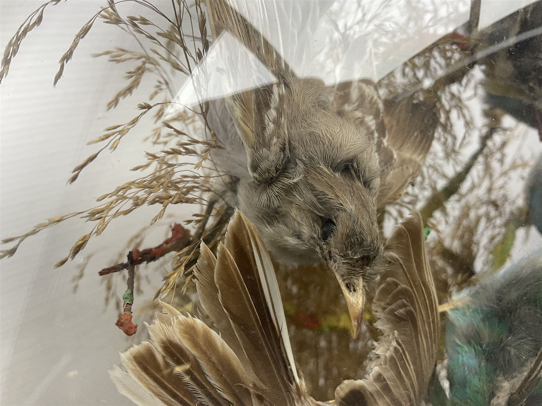 Taxidermy; large Victorian domed taxidermy diorama study of birds, with seventeen specimens including Ring Necked Parakeet, Blue Winged Warbler and Blackbird, the glass dome upon an ebonised wooden base, H77cm, W44cm