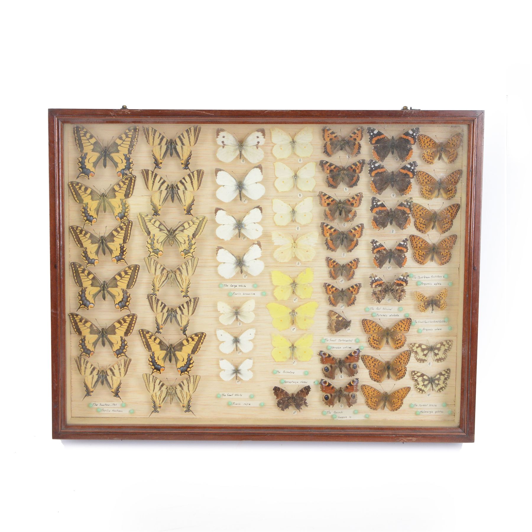 Entomology: Single glazed display of butterflies, single glazed display containing approximately fifty two various specimens, including Swollow tails, Small White, Peacock, all pinned with name labels below enclosed within a glazed entomology drawer, H36cm W46cm