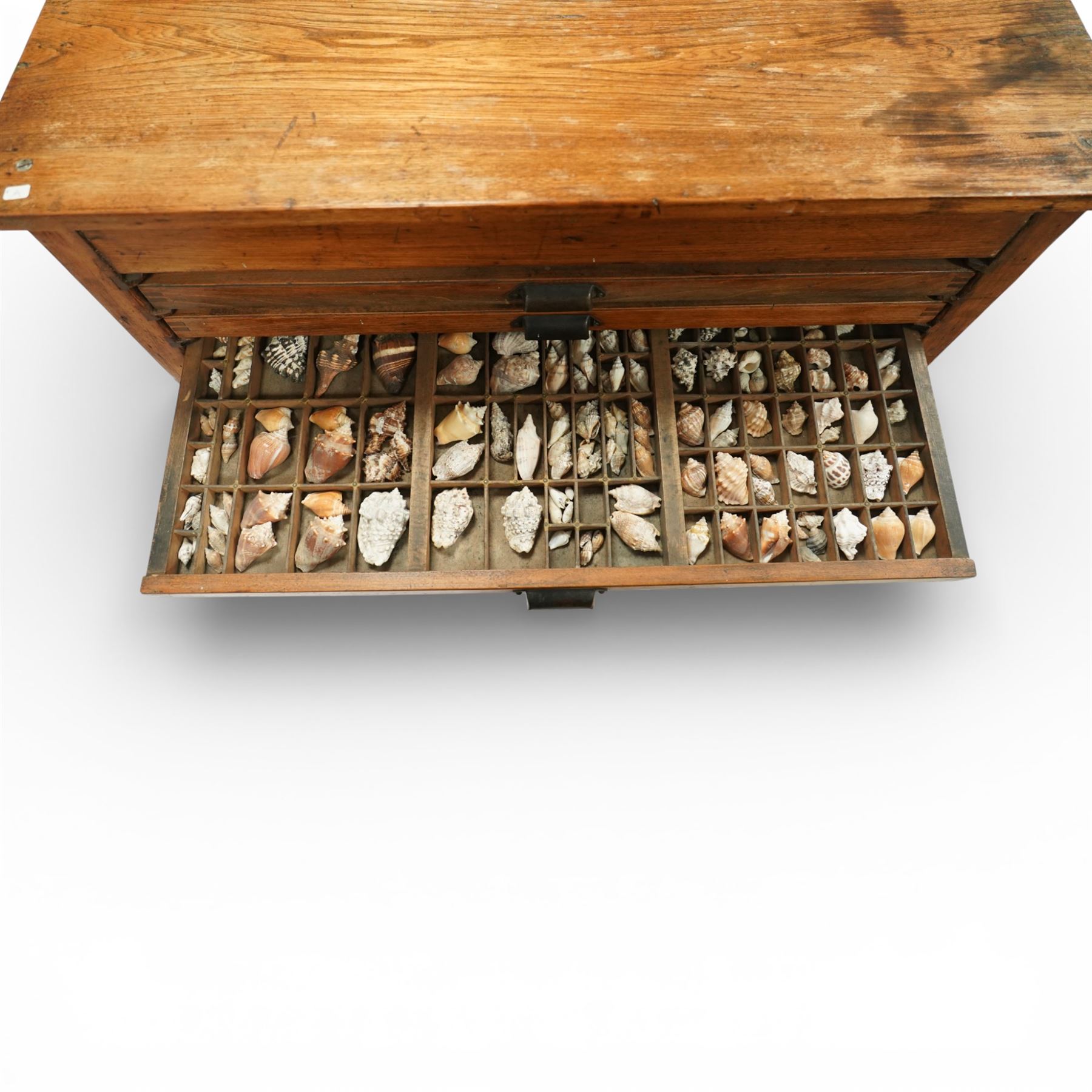 20th century oak printers cabinet, the rectangular top over a bank of twelve shallow drawers each fitted with a metal label handle, the drawers internally compartmentalised and containing an assortment of shells, raised on a shaped plinth base