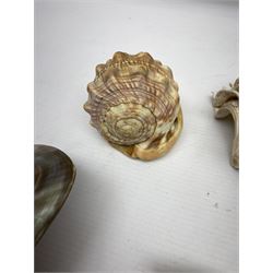 Carved oyster shell depicting tahiti, together with half a clam shell and other shells 