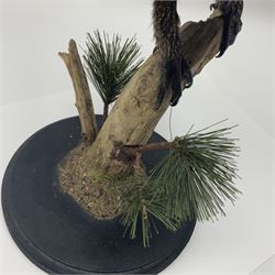 Taxidermy: Black Grouse (Lyrurus tetrix), full mount adult cockbird, open display perched upon a branch, H48cm