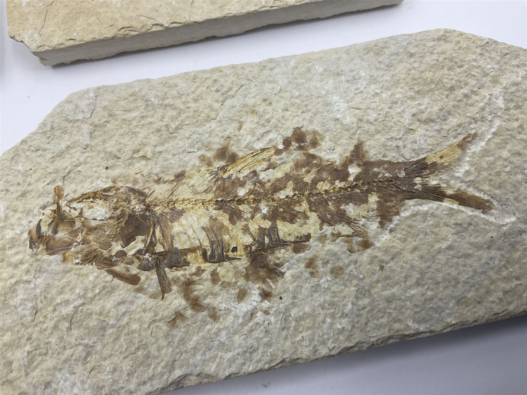 Four fossilised fish (Knightia alta) each in an individual matrix, age; Eocene period, location; Green River Formation, Wyoming, USA, largest matrix H6cm, L11cm