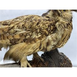 Taxidermy: Long-eared Owl (Asio otus), full adult mount upon a cut tree branch, together with European Sparrowhawk (Accipiter nisus), full adult mount, upon a branch in a naturalistic setting, owl H36cm 