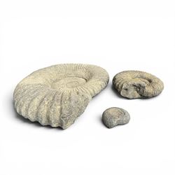 Set of three weathered cast stone wall plaques modelled in relief as ammonite fossils, of graduating size, each with wire hanging loop verso, max W45cm 