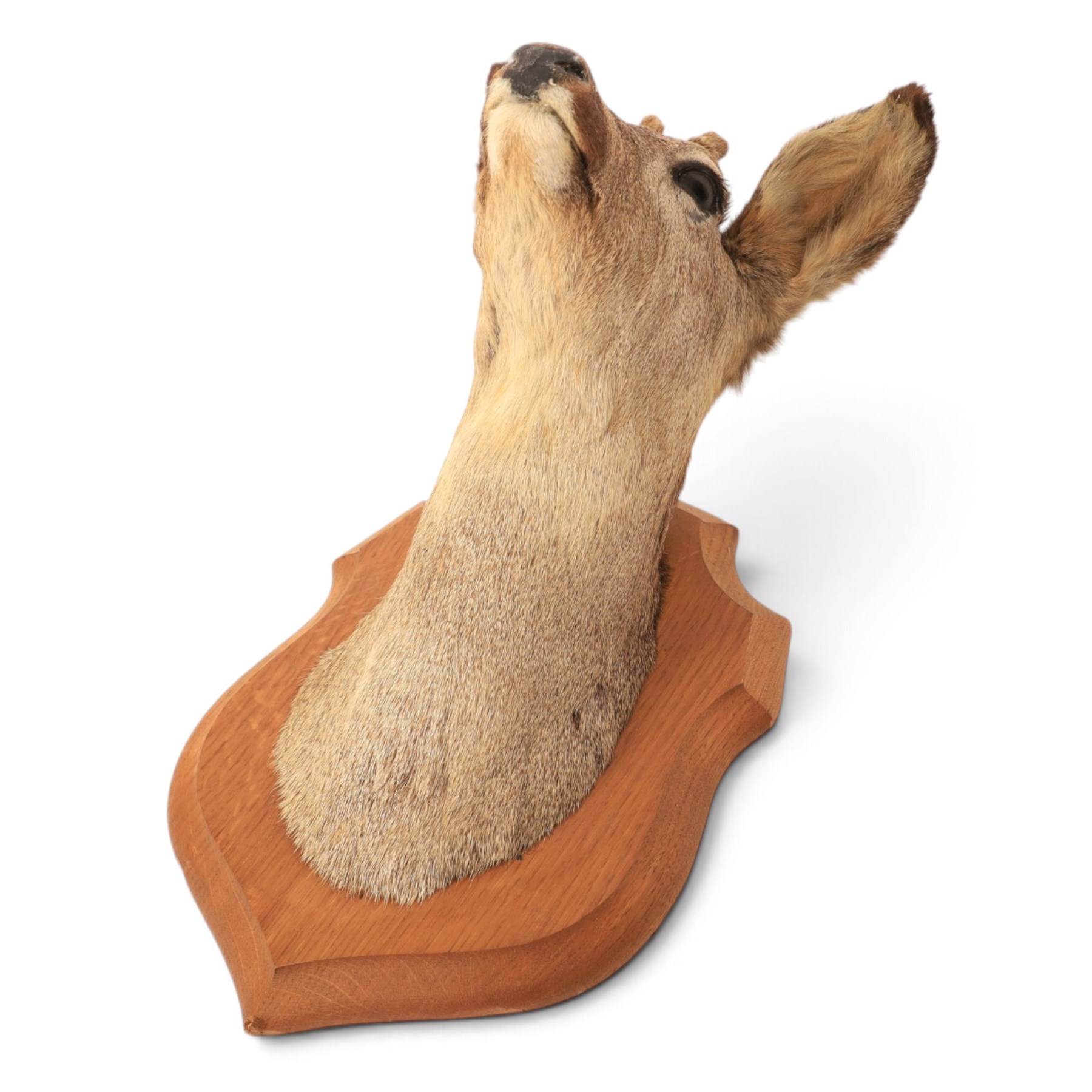 Taxidermy: European Roe Deer (Capreolus capreolus), shoulder mount, together with Roe deer antlers on cut upper skull