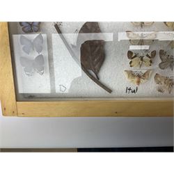 Entomology: Glazed entomology collector's drawer display of African and Asian butterflies and moths, a colourful display of one hundred and twenty six assorted specimens, collected from various regions of Africa and Asia, each with attached data labels, H50cm, W40cm
