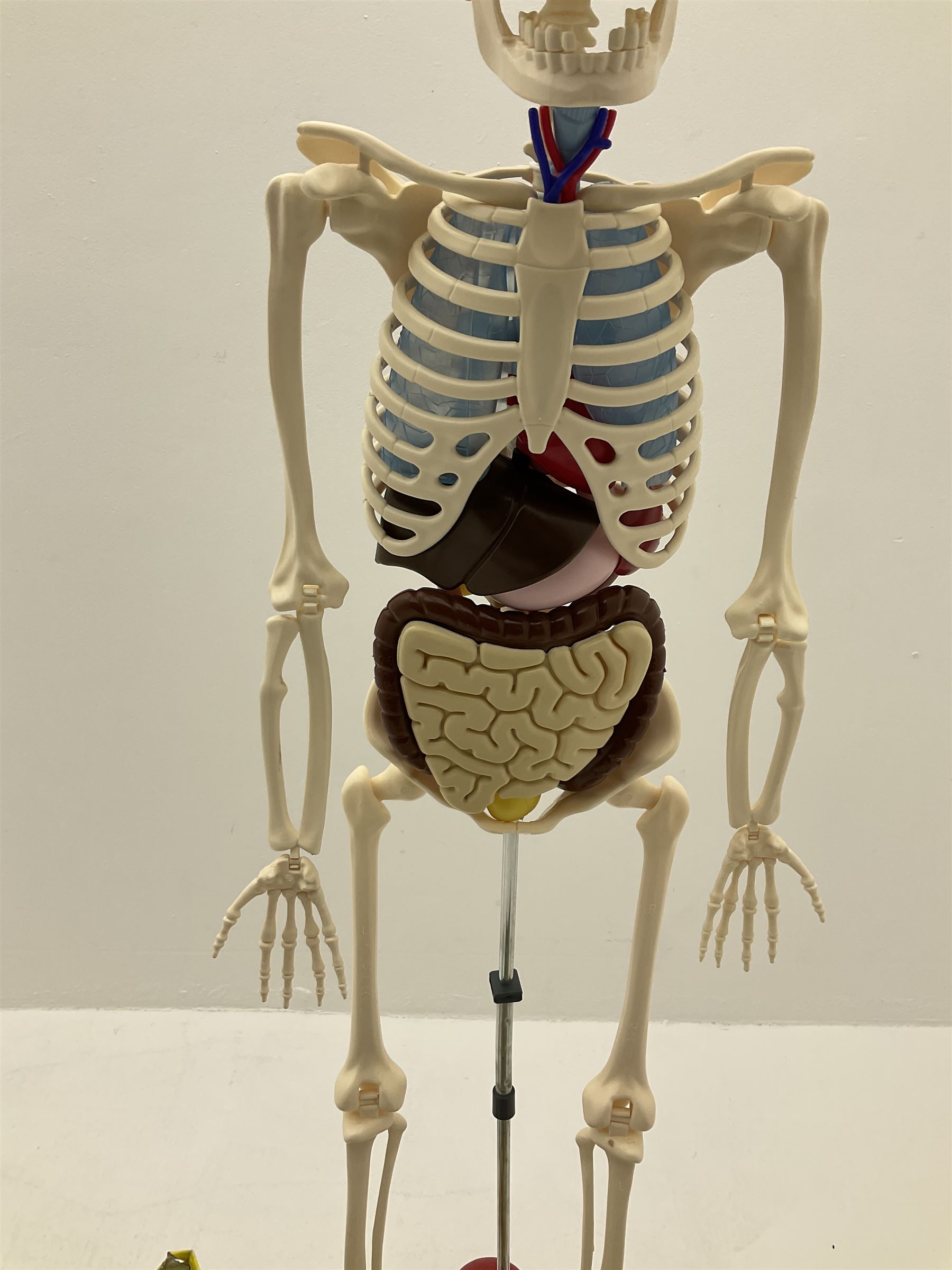 Billie Bones anatomy skeleton with set of magazines volume one to thirty four, skeleton H120cm. 