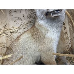 Taxidermy: 19th century cased display Red Fox (Vulpes vulpes), full adult mount in seated position with tail curled in front, in a naturalistic setting, encased within a ebonised single pane display case, H64cm, L58cm
