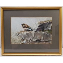 Alan M Hunt (British 1947-): 'Juvenile Wheatear', watercolour and gouache signed and dated 1980, titled verso 17cm x 26cm